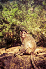 Indian Macaque Monkey in the wild. Bhagwan Mahavir Reserve