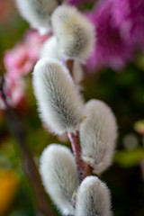 Weidenkätzchen mit Blumen im Bokeh