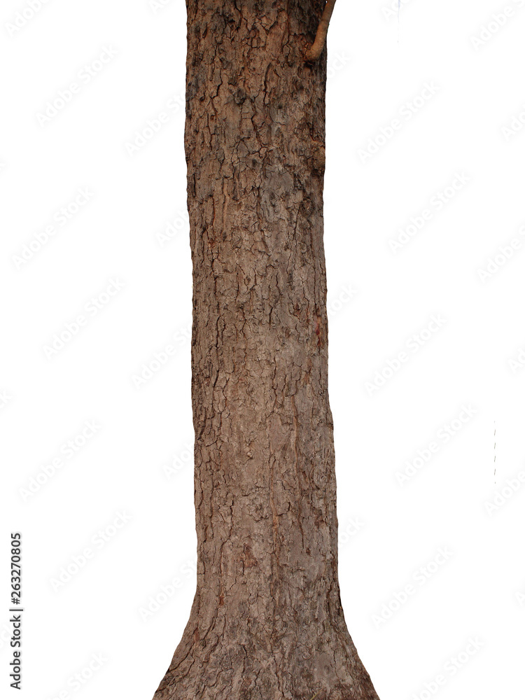 Poster tree trunk isolated on white background