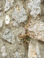 Tiny white flower growing between the rocks