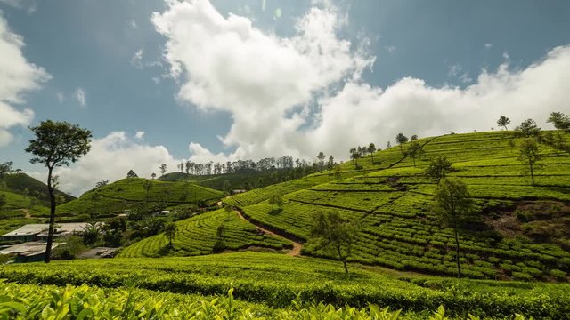 Sri Lanka Lipton seat tea plantation fields in Nuwara Eliya. time-lapse during sunrise with clouds rushing by in 4K