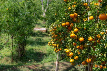 Orange trees with fruits at Nothern fram, Thailand.