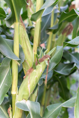 close up of fresh corn in the garden