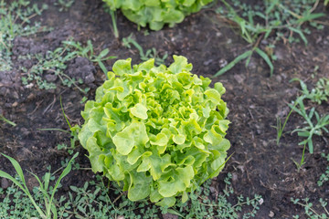 close up of fresh green oak lettuce on the ground © moxumbic