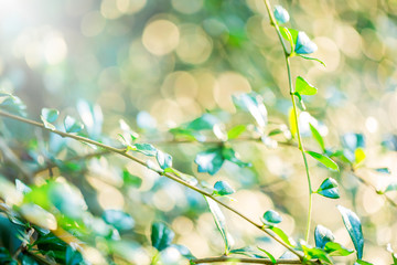 selective focus to nature view of green leaf on blurred greenery background