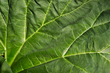 Close-up of big green leaf in the spring garden