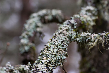 Branches et lichens 1