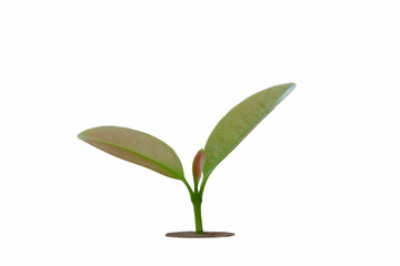 Plakat young plants growth concept of professional investment , isolated on white background with clipping path.