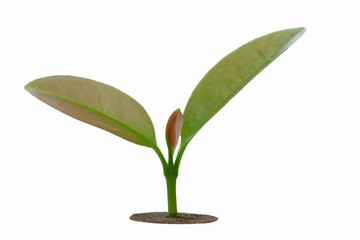 young plants growth concept of professional investment , isolated on white background with clipping path.
