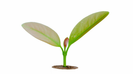 young plants growth concept of professional investment , isolated on white background with clipping path.
