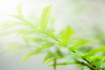 Fototapeta na wymiar selective focus to nature view of green leaf on blurred greenery background