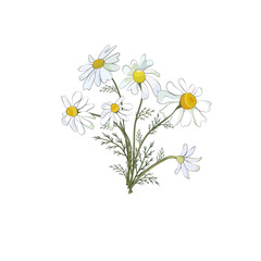 A bouquet of field daisies isolated against a white background. Vector