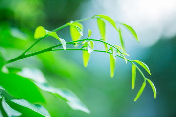 selective focus to nature view of green leaf on blurred greenery background