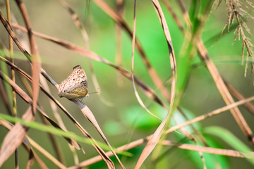 butterfly on a leaf with shallow depth of field, Indian Wildlife 