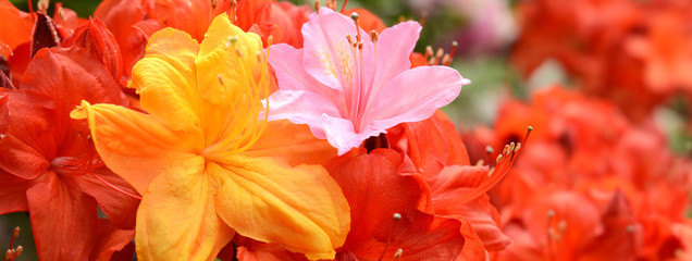 Garten 912 © K.-U. Häßler