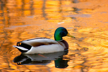 spring pond duck sun rays in the reflection in the water circles on the water