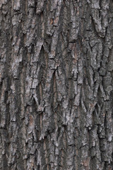 close up of oak tree trunk