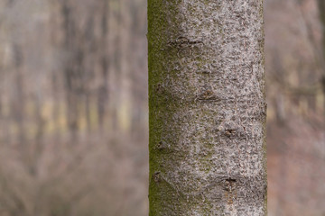 close up of trunk of tree in forest