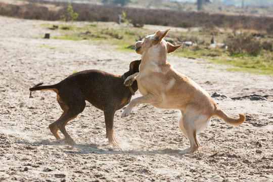 Labrador pup speelt met dobberman pup