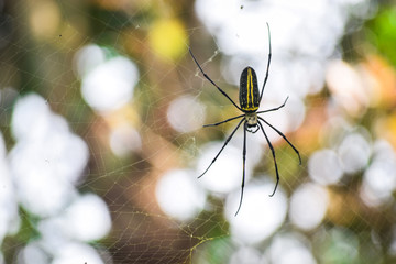 spider on a web