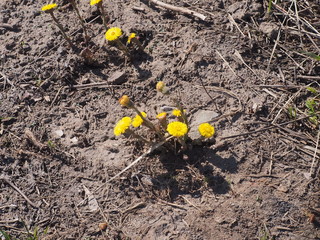 Foalfoot flowers in bloom. The first spring flowers.