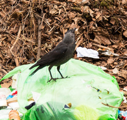crow on the garbage bag on the background of last year's foliage
