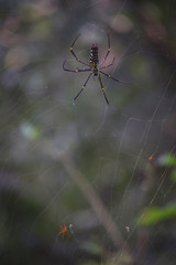 black wild dangers spider on a web