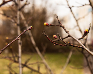 the buds on the tree will soon turn into leaves. Spring has already come