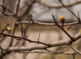 the buds on the tree will soon turn into leaves. Spring has already come