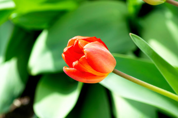 red tulip growing on a green lawn in spring