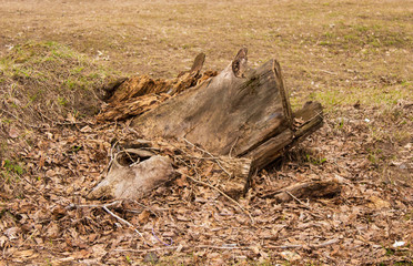 A fallen tree, a stump, a remnant of a tree, a felled tree. Spring in the city has already come.