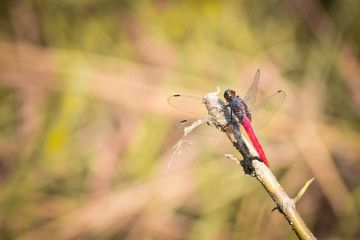 dragonfly on grass in a forest, Indian Wildlife 