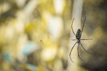 black spider on a web with yellow blur background, Indian Wildlife 