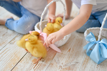 Little ducklings in hand. 