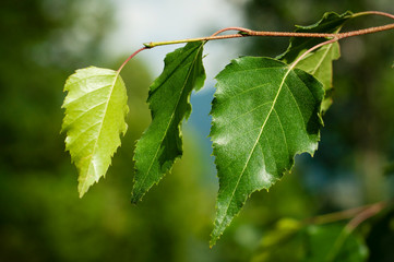 Three leaves, from young to old