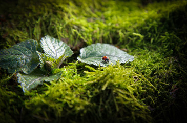 Insect ladybug sitting on a leaf on a stump covered with green moss