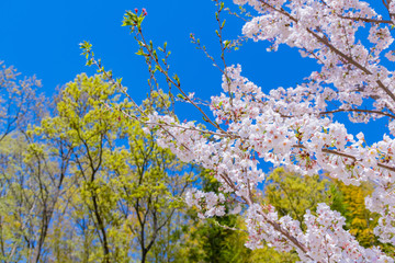 新緑と桜　春イメージ