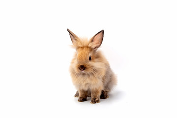 Obraz premium Happy Easter Day. Brown rabbit on white background. Cute Brown baby bunny on white background.