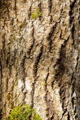 The bark of the forest tree is covered with green moss with a textured surface
