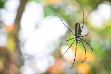 spider on a web