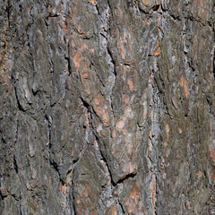 bark background texture