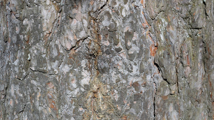 bark background texture
