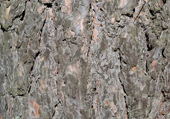 bark background texture