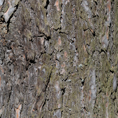 bark background texture