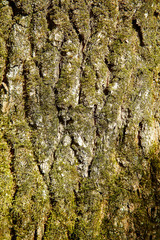 The forest tree is covered with green moss with a textured surface