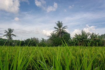 Rice field in tropics