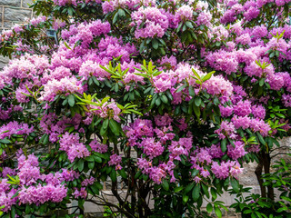 pink rhododendron bush in full bloom in the spring