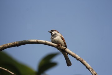 bird on a branch