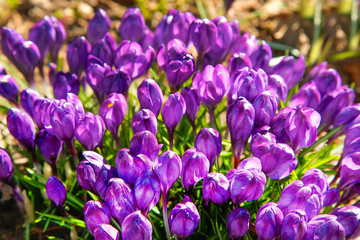 Obraz na płótnie Canvas The first flowers of purple Crocus blossomed in early spring