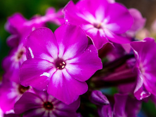 close view of little purple pink flowers in the garden in the spring